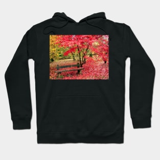 Fallen autumn leaves in the Cotswolds Hoodie